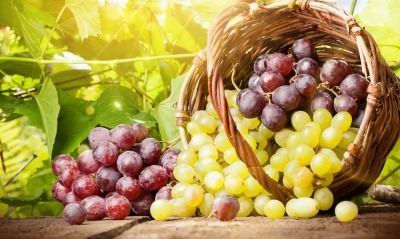 природа виноград