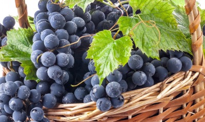 синий виноград, гроздья