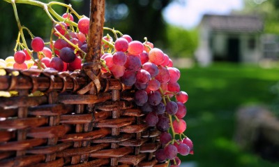 виноград, гроздья