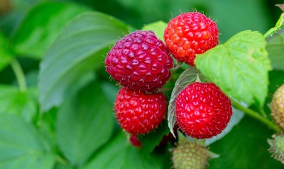 ягоды малина куст спелая
