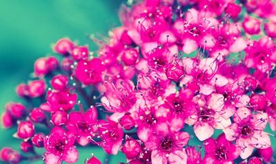 маленькие розовые цветочки