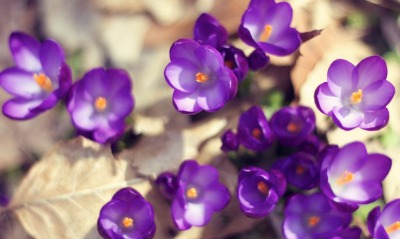 фиолетовые цветы