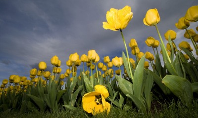 поляна из желтых тюльпанов