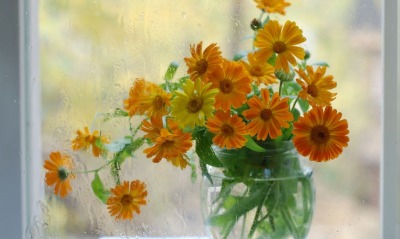 Цветы на окне в вазе