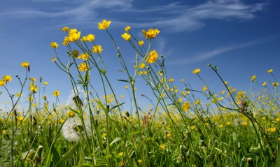 цветы одуванчики поляна небо