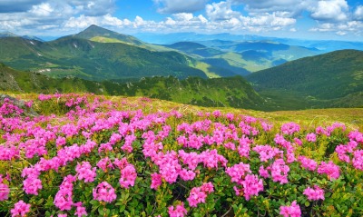 цветы поляна горы холм небо