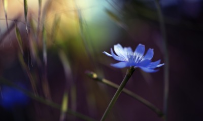 цветок трава темнота