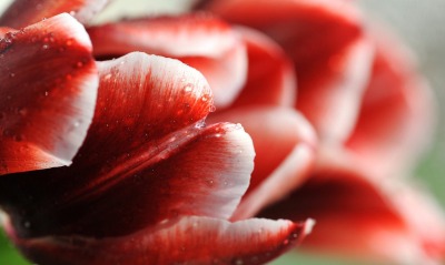 макро цветы красные природа тюльпаны