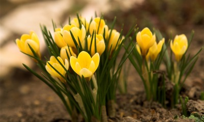природа желтые цветы весна