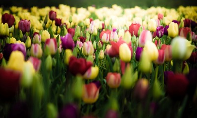 тюльпаны, поле тюльпанов