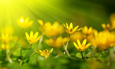 желтые цветы, весна