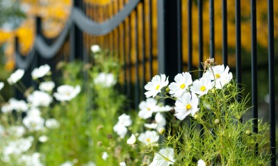 белые цветы природа трава забор