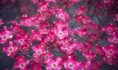 цветы красные природа весна