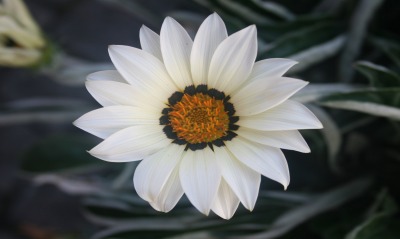 Цветок белый