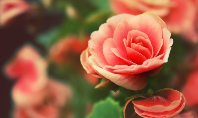 красная роза цветок природа