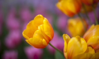 тюльпаны, желтые