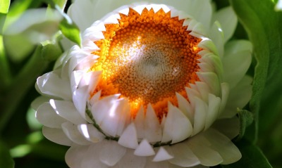 Цветок белый распускающийся