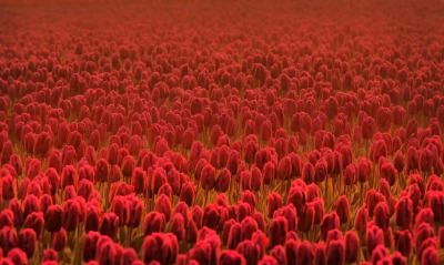 поле красные цветы природа тюльпаны