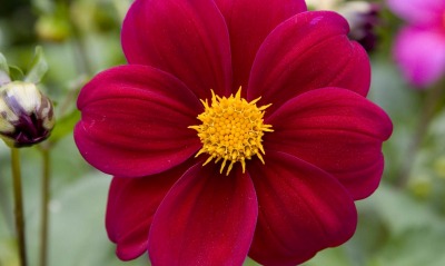 Красный цветок георгин
