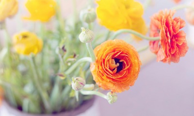 Цветы оранжевые лютик