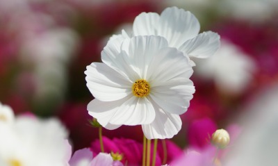 цветок белый