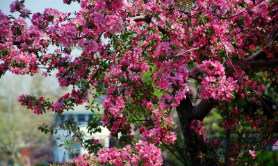 Дерево яблоня розовая