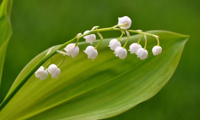 цветы природа ландыши