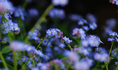 цветы природа незабудки синие