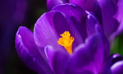 Цветок фиолетовый