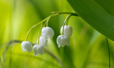 ландыши цветы белые природа