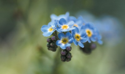 Синие цветы природа незабудки