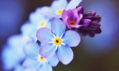 синие цветы незабудки природа крупный план