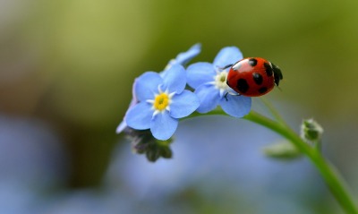 цветы синие незабудки насекомое божья коровка