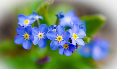 синие цветы природа незабудки