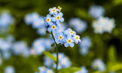 природа синие цветы