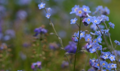 синие полевые цветы природа