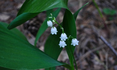 Ландыш цветки белые