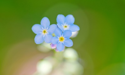синие цветы