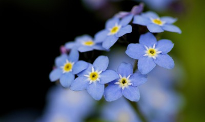 природа синие цветы крупный план незабудки