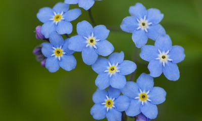 цветы синие незабудки
