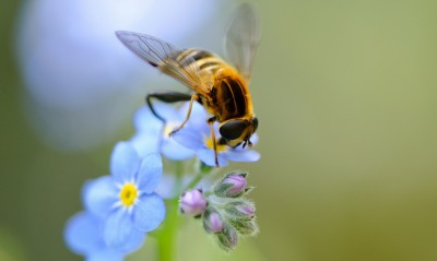 Пчела цветок синий голубой