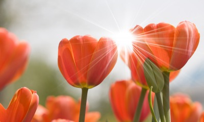 красный тюльпан цветы свет солнца