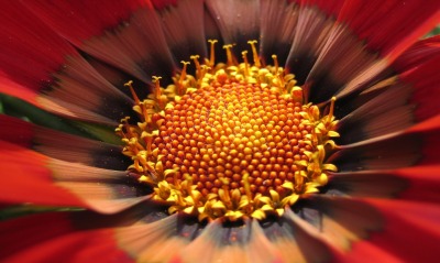 природа красный цветок макро