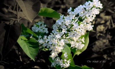 белые цветы природа