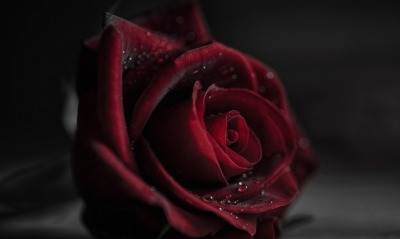 Цветок роза красная крупный план