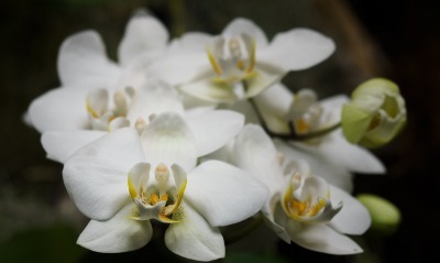цветы белые орхидеи