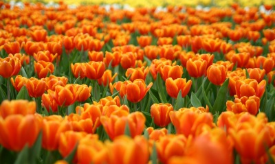 поле тюльпаны оранжевые цветы природа