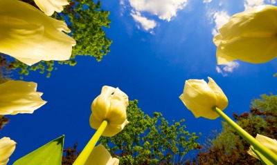 природа желтые цветы небо облака тюльпаны