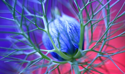 природа синий цветок