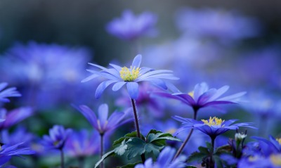 синие, цветы